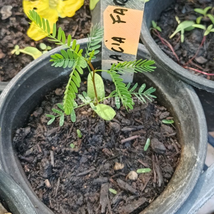  Acacia farnesiana, Mimosa farnesiana, sweet acacia image